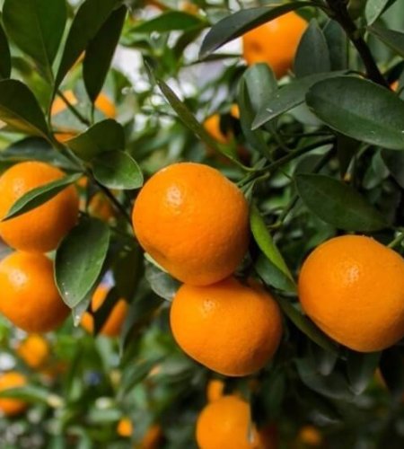 naranja